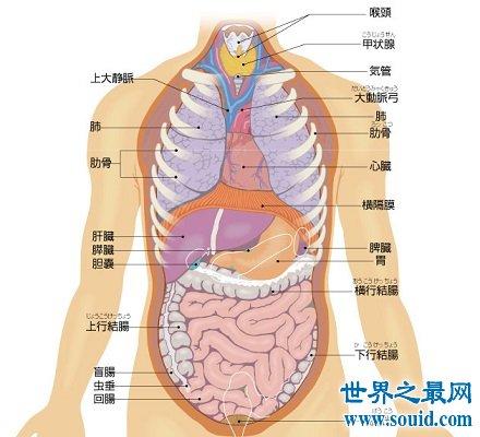 人体有哪些基本组织？（人类的器官有哪些）-图3