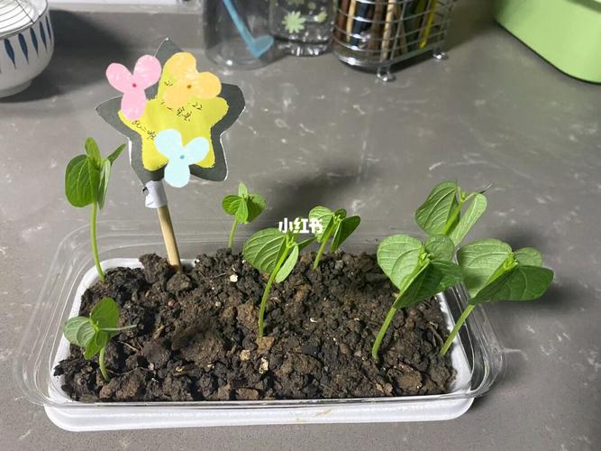 植物是怎么睡觉的？（哪些植物怎么睡觉的）