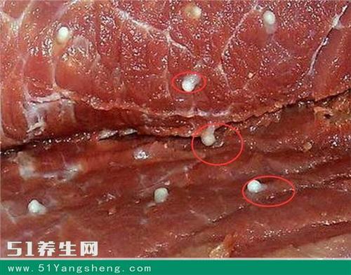 猪肉里长的是什么虫？（猪肉里的虫有哪些）-图2