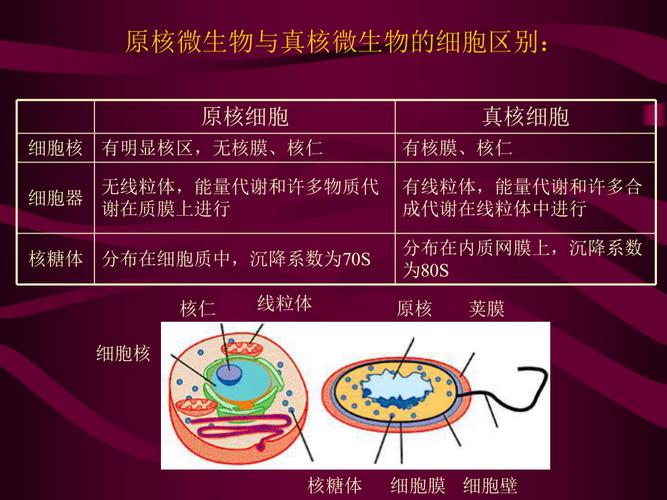 环境中主要的微生物类群有哪些？（环境微生物有哪些）-图2