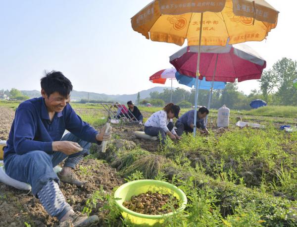 土地种植什么最挣钱？（夏天有哪些致富项目）