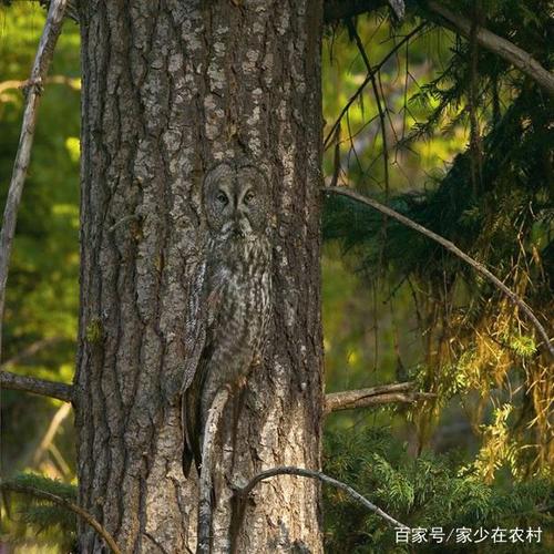 丛林的特殊动物全部？（有哪些隐形的动物）