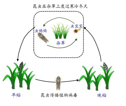 不同植物的传播方式与哪些因素有关？（传播的作用有哪些）-图2