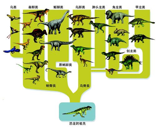 中生代的三个时期分别生存哪些恐龙？（哪些动物是恐龙进化的）-图1